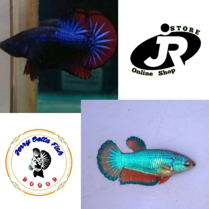 Jual ikan hias-paket indukan cupang plakat-siap bertelur-paket 2 ekor-paket hemat
