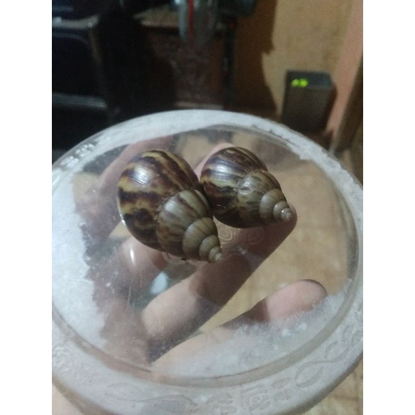 Bekicot atau siput darat hidup untuk pengobatan dan konsumsi