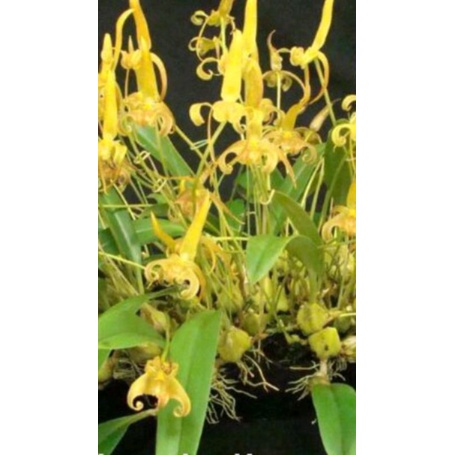 Anggrek Bulbophyllum Lobii / Bulbo Lobii