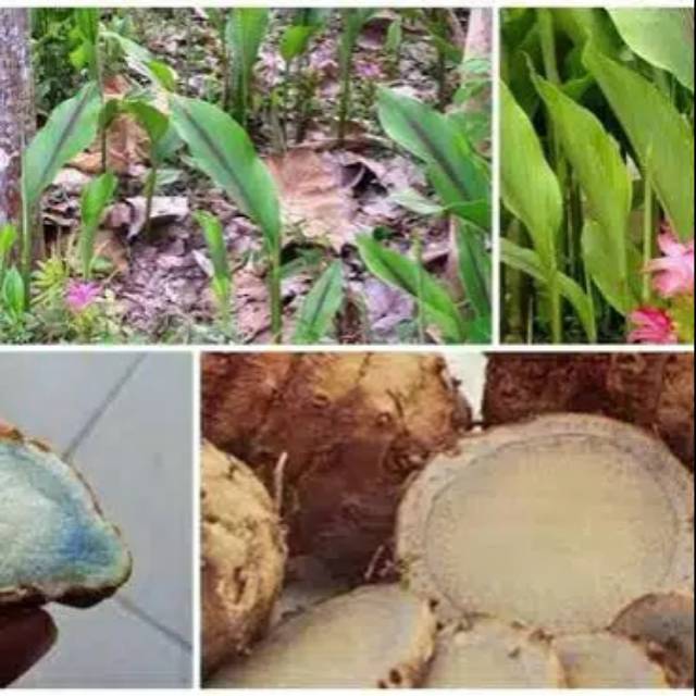 

[ATK] Temu Ireng Basah/Kunyit Hitam 1 kg Segar Organik Murah
