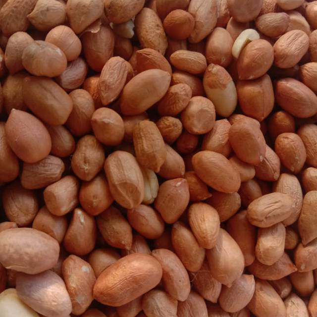 

Kacang tanah 1 kg