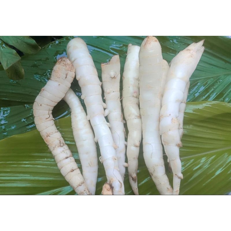 

READY ubi garut segar 1000gr