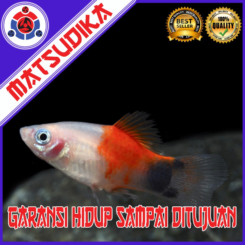 Ikan Hias Plati Platy Mickey Mouse Aquarium Aquascape Garansi Hidup Shopee Indonesia