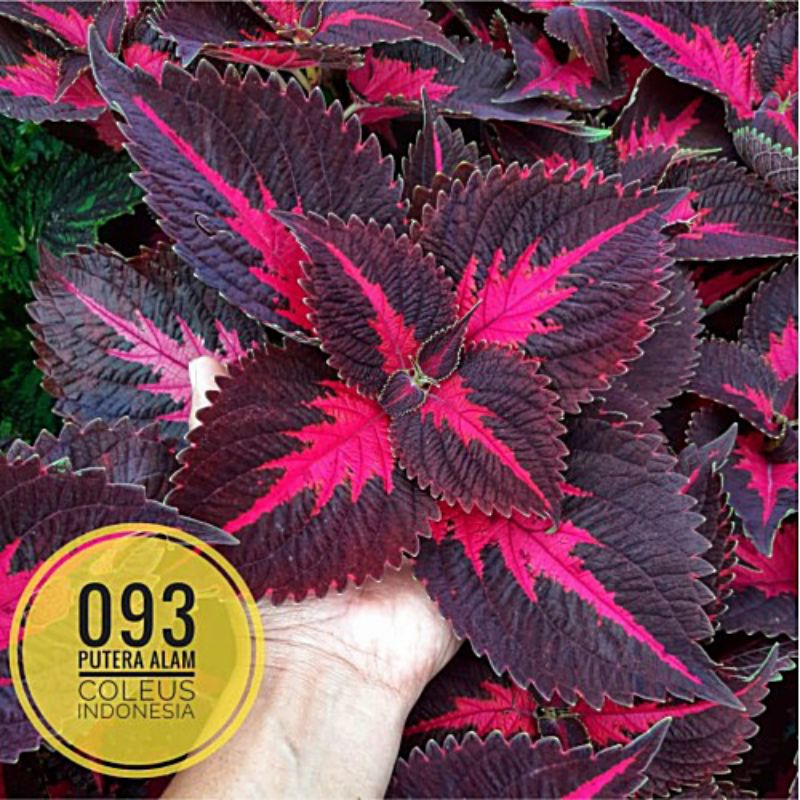 Tanaman hias miana/Miana premium/