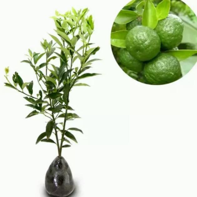 bibit jeruk limau kasturi/berbuah