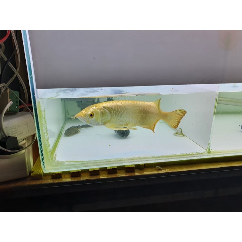 arwana crossback 24K