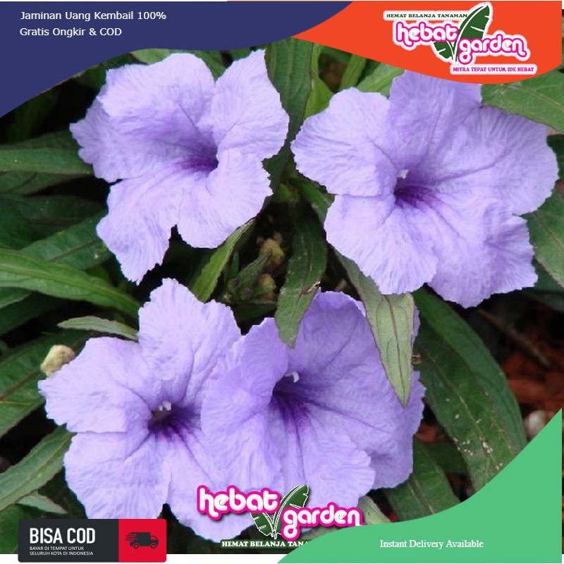 Ruellia bunga ungu-Ruellia brittoniana Katie purple