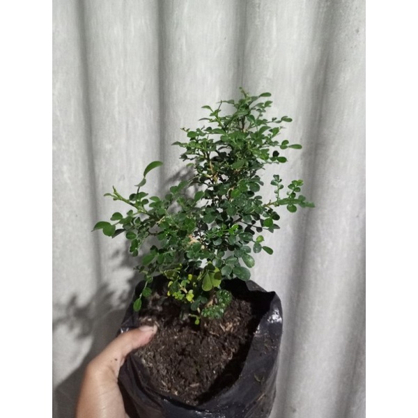 kemuning mikro