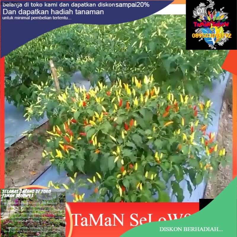 bibit cabai rawit bibit unggul berkualitas