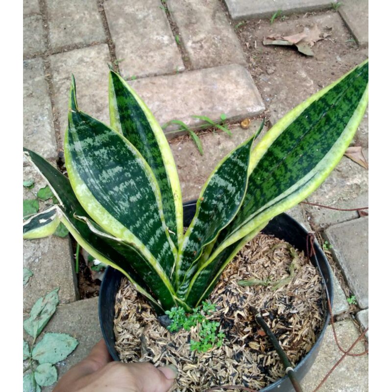 Tanaman hias sensipera