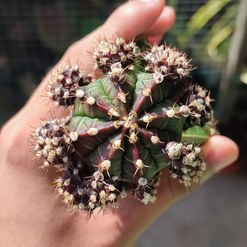 Kaktus Gymnocalycium Black cup / Blackcup grafting