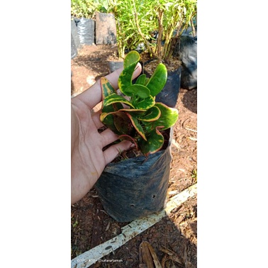 tanaman puring jengkol/tanaman hias puring jengkol/bibit tanaman puring jengkol