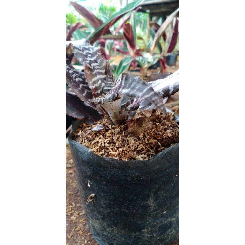 TANAMAN HIAS SANSIVERA TOKEK/NANAS TOKEK/ CRYPTANTHUS FOSTERIANUS