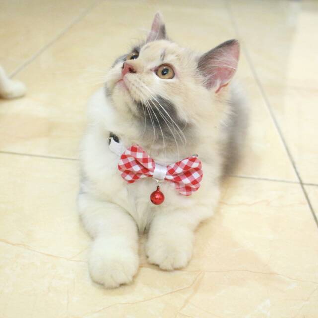 Dasi kupu-kupu lucu untuk kucing atau anjing baju kucing murah meriah size Adult kitten