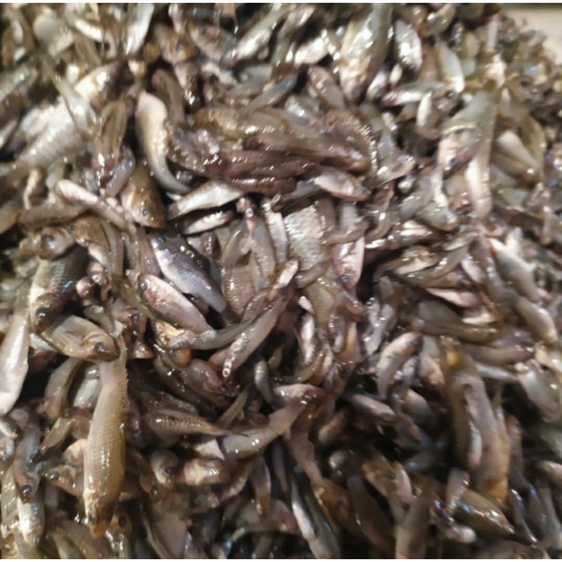 

Ikan Impun / Ikan Burayak / Anak Ikan Segar 1.0kg