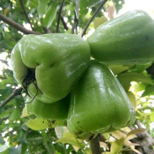 Bibit Jambu Air Cincalo Hijau