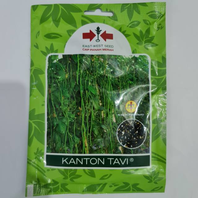 

Bibit kacang panjang(kanton tavi sp)