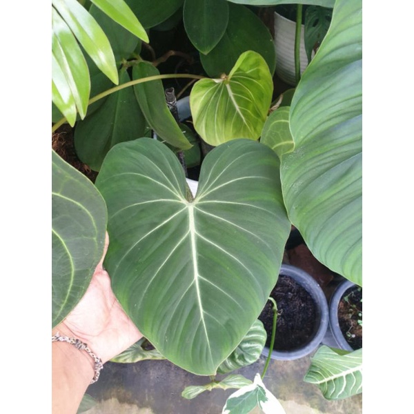 PHILO DENDRON GLORIOSUM / bunga Philo gloriosum harga grosiran termurah