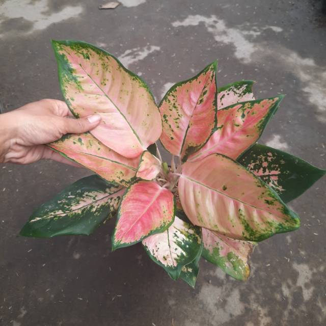 KHOCHIN PARAMRUAI INDUKAN AGLONEMA AGLAONEMA TANAMAN HIAS AGLAONEMA THAILAND