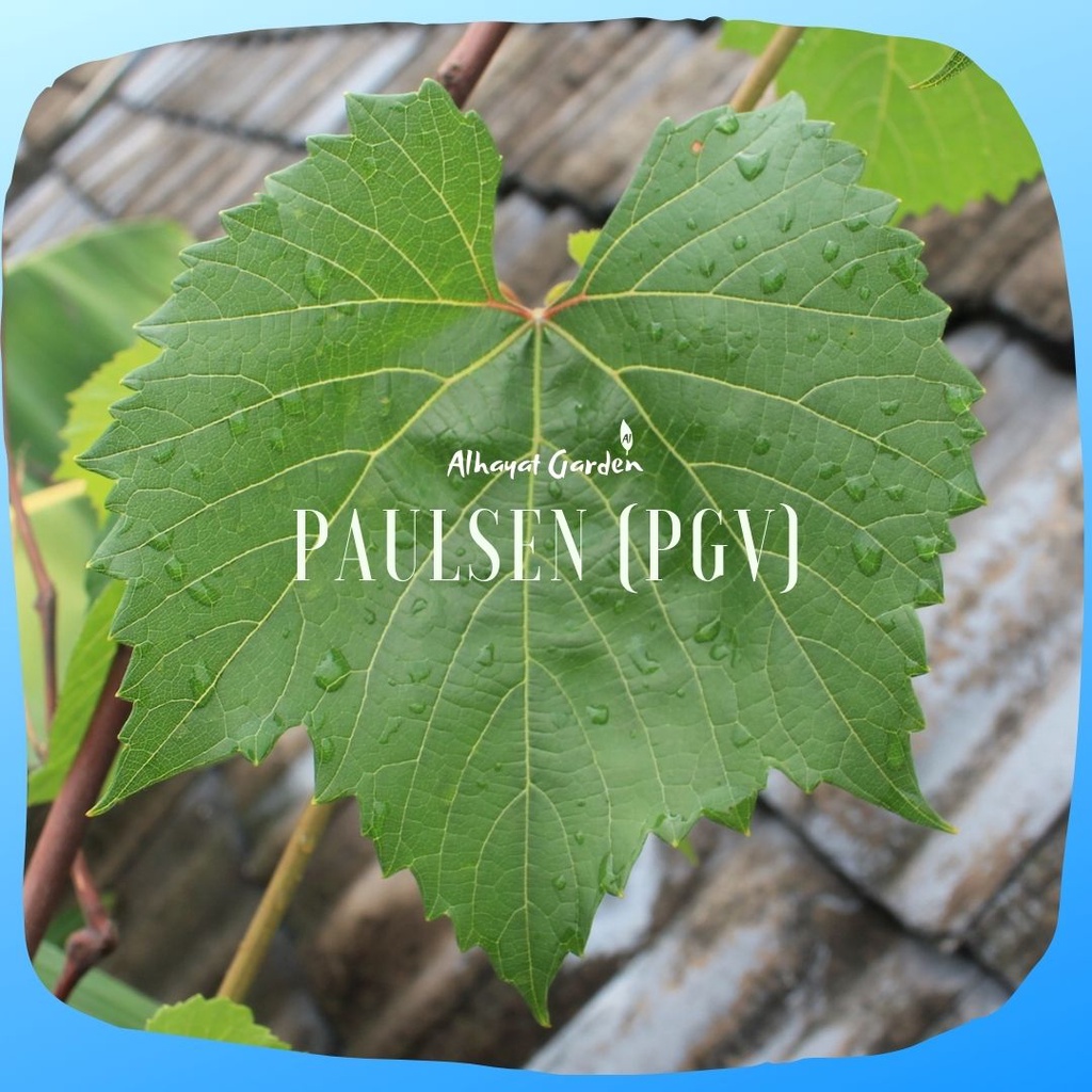 Bibit Anggur Rootstock PGV (Paulsen Ga Valid)