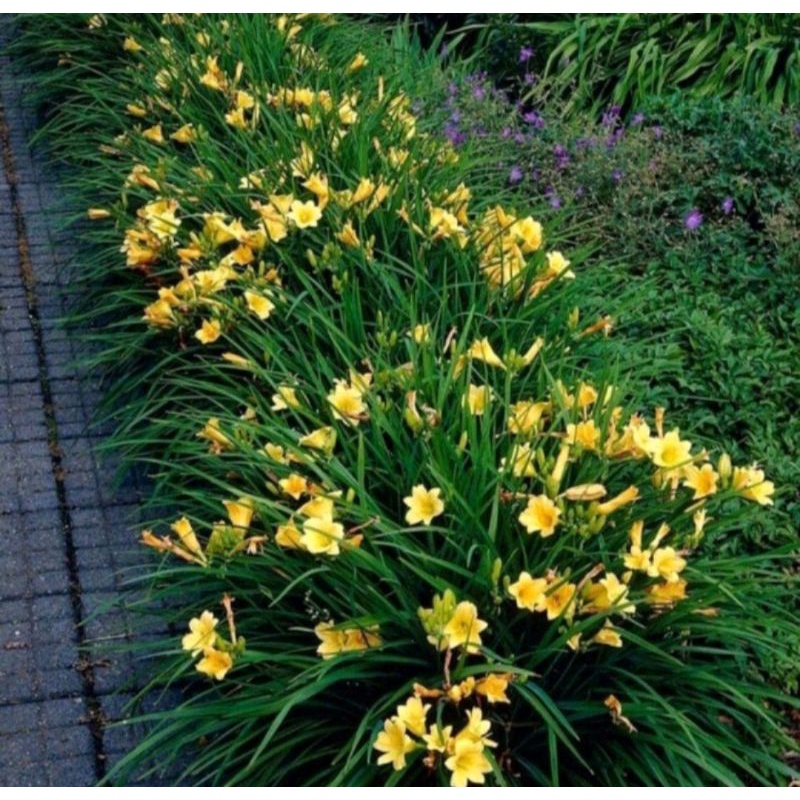 Paket 6 umbi lili hujan bunga kuning