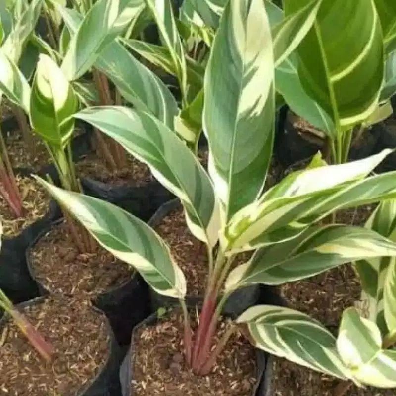 tanaman hias heliconia variegata/pisang-pisangan variegata