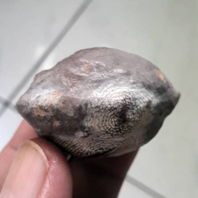 Muncang adu anak pedang Salimin wonosobo