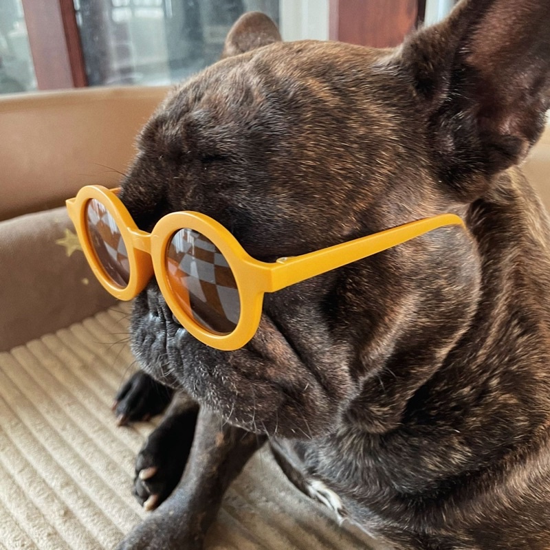 High fashion pet sunglass