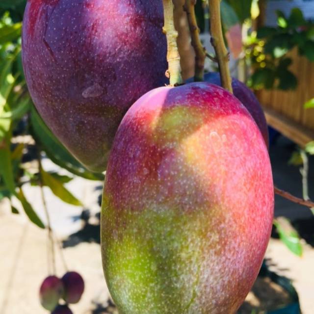 

1 paket isi 4 bibit buah mangga super