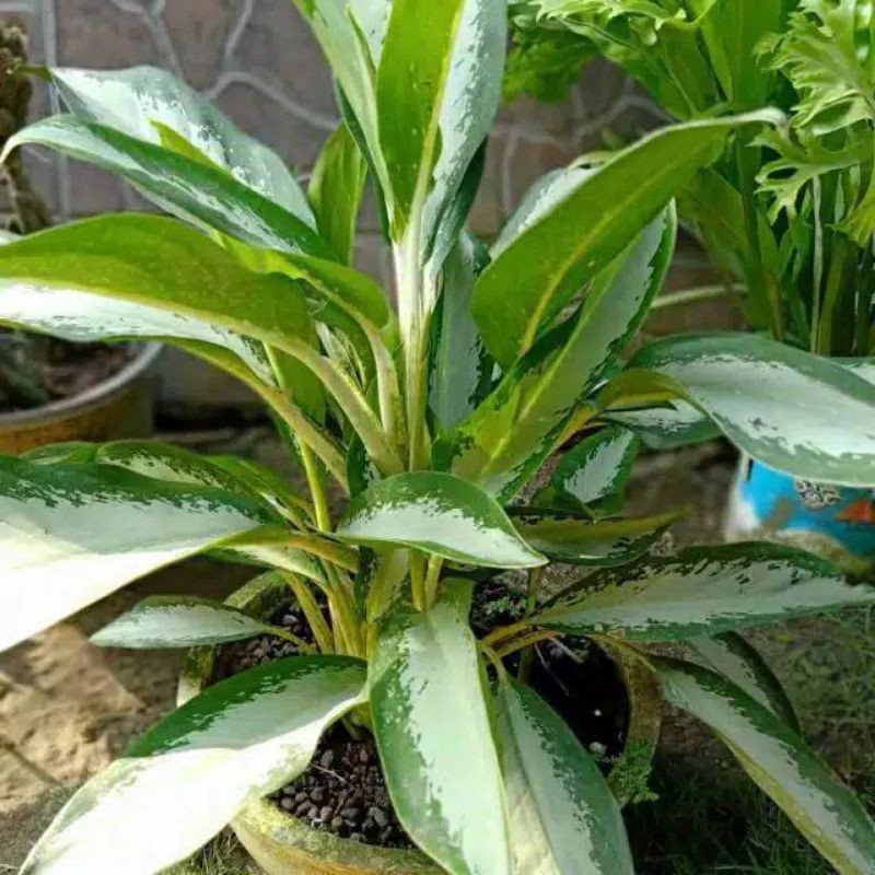 aglonema sri rejeki