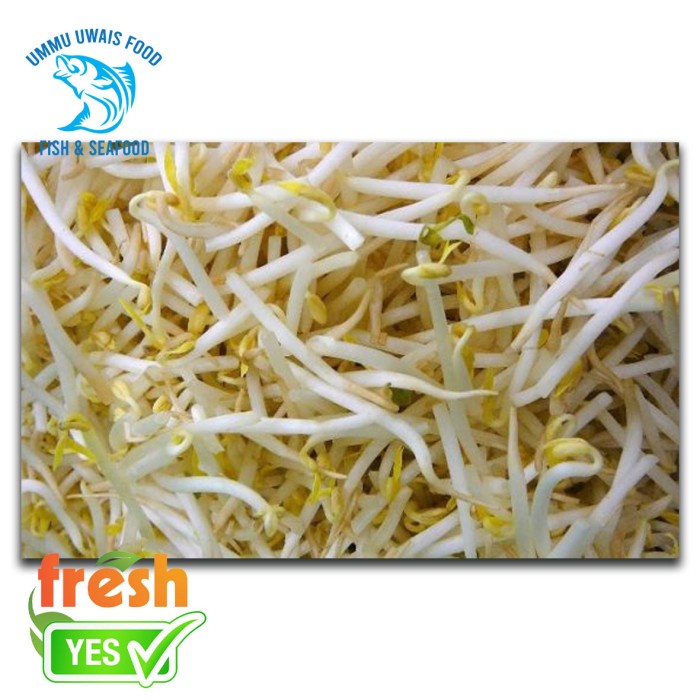

Tauge / Toge Segar - 500 Gram