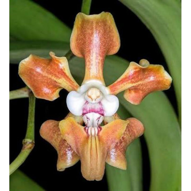 vanda helvola