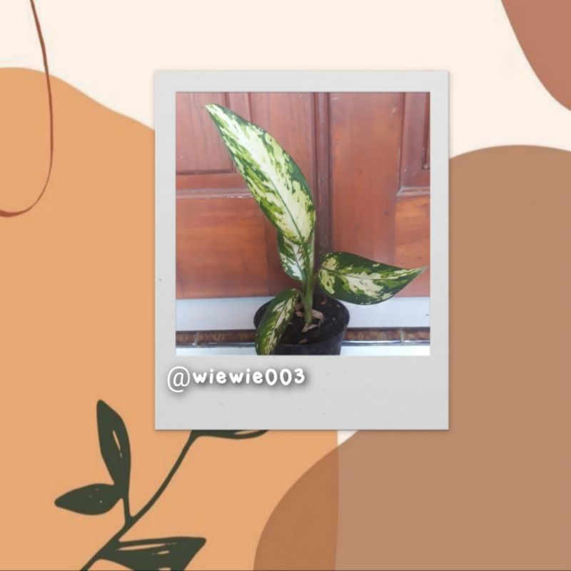 aglonema diven aurora varigata / sri rejeki variegata