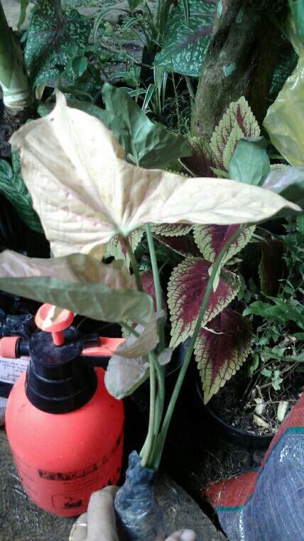 Syngonium neon Robusta - Tanaman Hias Singonium Pink / Indoorplant