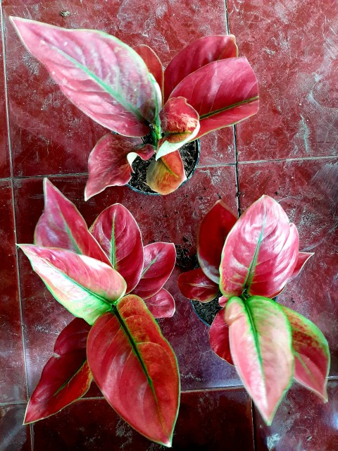 Tanaman Hias Aglonema Red Anja / Red Anjamani / Red Aglonema