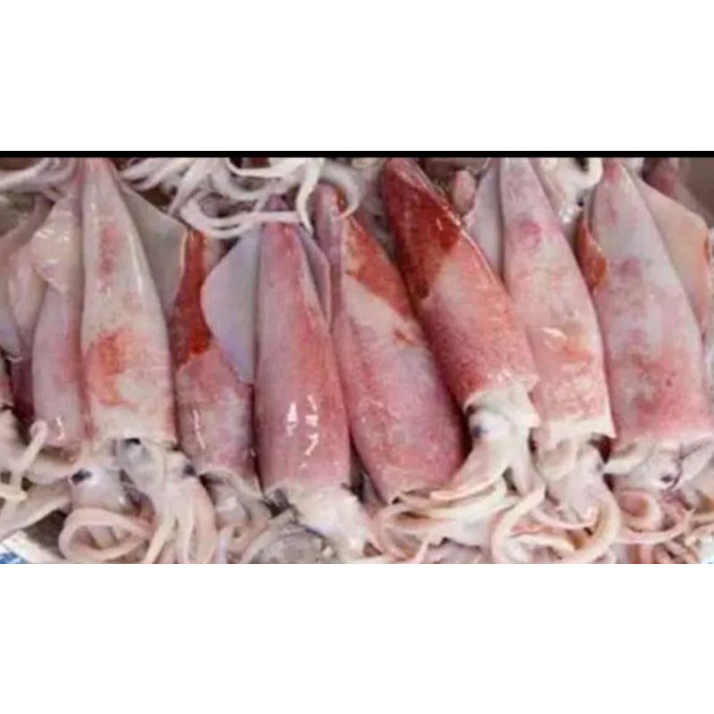 

cumi basah fresh ukuran sedeng