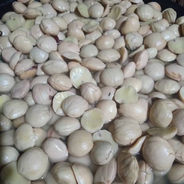 

Jengkol Tua Super Rebus