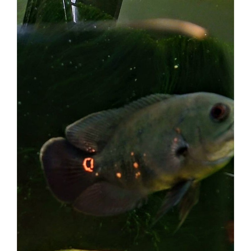 (PROMO) OscarTiger(4jari)