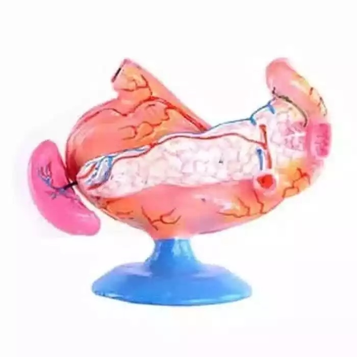 

MODEL TORSO LAMBUNG MANUSIA