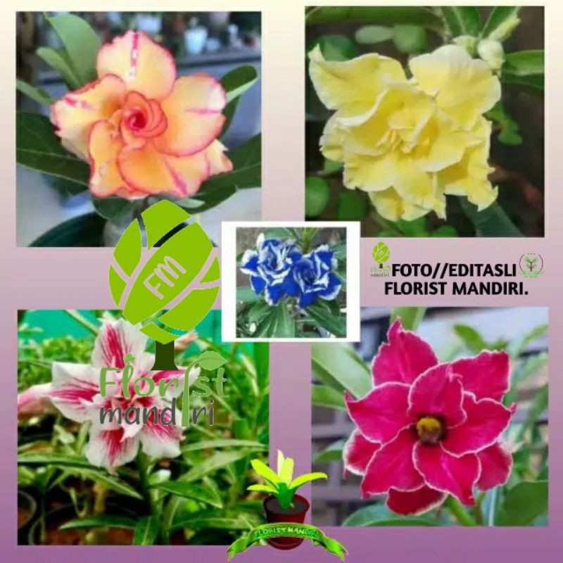 

PAKET HEMAT 5 ADENIUM FA