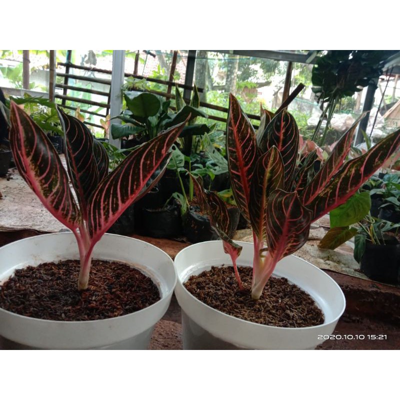 red sumatera daun 6-7 dewasa indukan