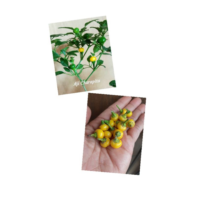 Benih Cabe Aji Charapita 8 butir