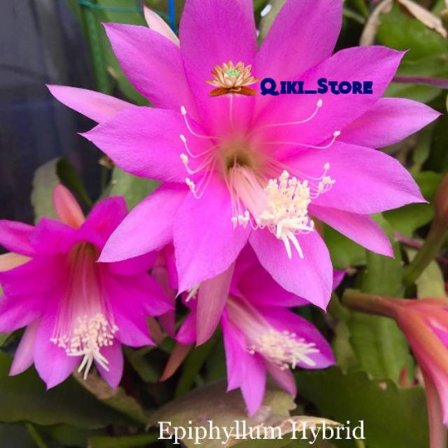 Bunga Wijaya Kusuma Bunga Besar - Tanaman Gantung Wijaya Kusuma Bunga Ungu Besar