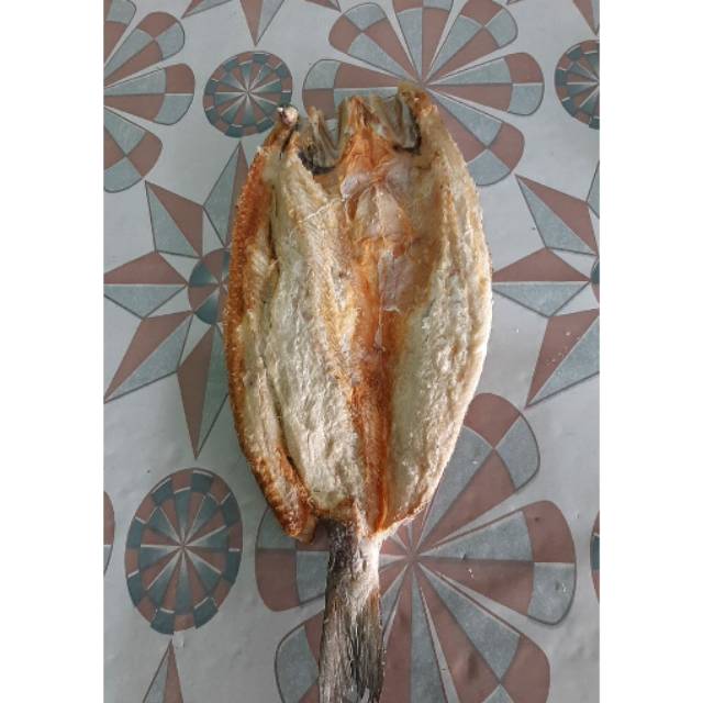 

Gabus laut