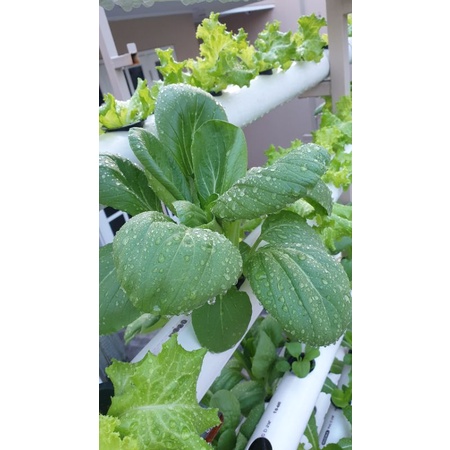 

Sayur Pak Choy Hidroponik GOOD VEGGIE segar Fresh tanpa Patisida atau obat anti hama