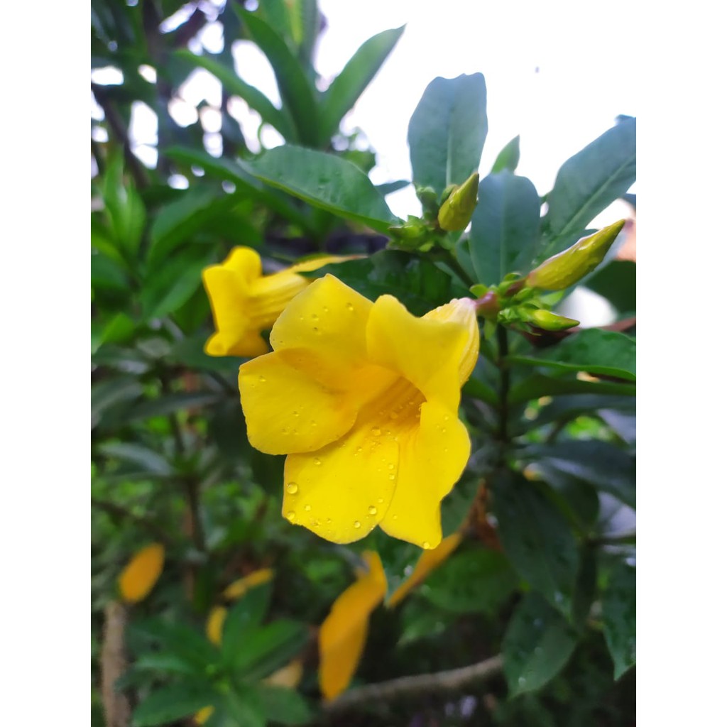 Bunga Alamanda/ Bunga Terompet Kuning