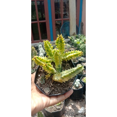 kaktus huernia varigata/kaktus murah/kaktus pasaman