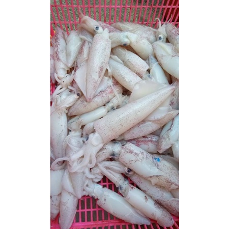

cumi sedang segar 1kg