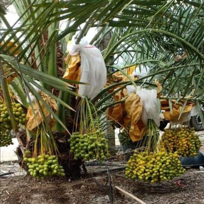 Bibit Grade A - Bibit Buah Kurma Tropis Siap Tanam Caps