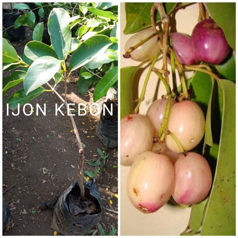 Bibit buah Juwet/Duwet putih atau jamblang okulasi